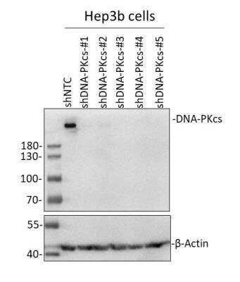 Western Blot: DNA-PKcs Antibody [NB100-658]