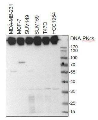 Western Blot: DNA-PKcs Antibody [NB100-658]