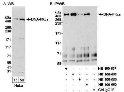 Western Blot: DNA-PKcs Antibody [NB100-659]