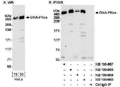 Western Blot: DNA-PKcs Antibody [NB100-660]