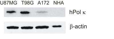 Western Blot: DNA Polymerase Kappa Antibody (6F2) [H00051426-M01]