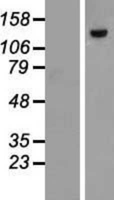 Western Blot: DNA Polymerase Kappa Overexpression Lysate [NBP2-07070]