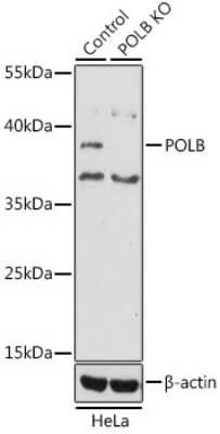 Knockout Validated: DNA Polymerase beta Antibody - BSA Free [NBP3-03454]