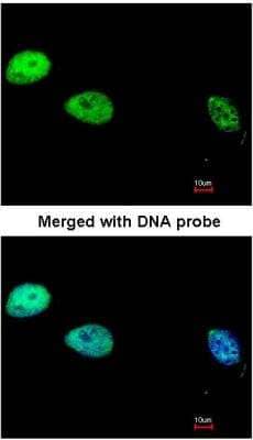 Immunocytochemistry/ Immunofluorescence: DNA Polymerase delta, catalytic subunit Antibody [NBP1-31541]