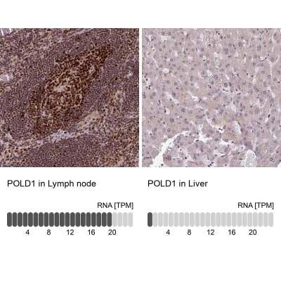 Immunohistochemistry-Paraffin: DNA Polymerase delta, catalytic subunit Antibody [NBP2-33466]