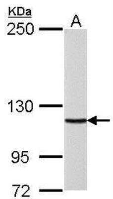 Western Blot: DNA Polymerase delta, catalytic subunit Antibody [NBP1-31541]