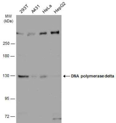 Western Blot: DNA Polymerase delta, catalytic subunit Antibody [NBP1-31541]