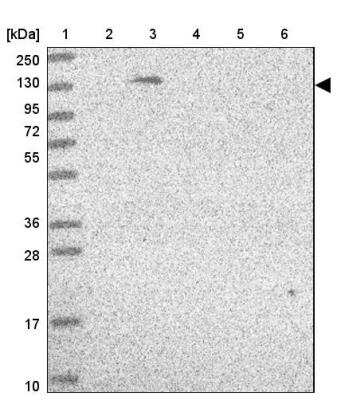 Western Blot: DNA Polymerase delta, catalytic subunit Antibody [NBP2-33466]