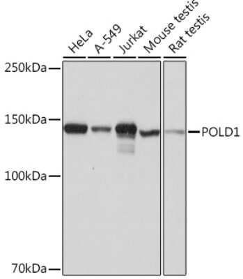 Western Blot: DNA Polymerase delta, catalytic subunit Antibody (4B6I3) [NBP3-16358]