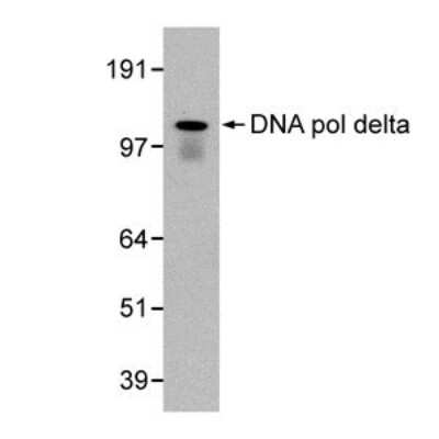 Western Blot: DNA Polymerase delta, catalytic subunit Antibody (607) [NB100-476]