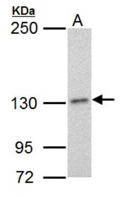 Western Blot: DNA Polymerase delta, catalytic subunit Antibody (607) [NB100-476]