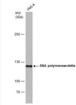 Western Blot: DNA Polymerase delta, catalytic subunit Antibody (6196) [NBP2-43556]