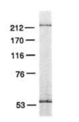 Western Blot: DNA Polymerase epsilon catalytic subunit A Antibody (3C5.1)BSA Free [NB100-115]