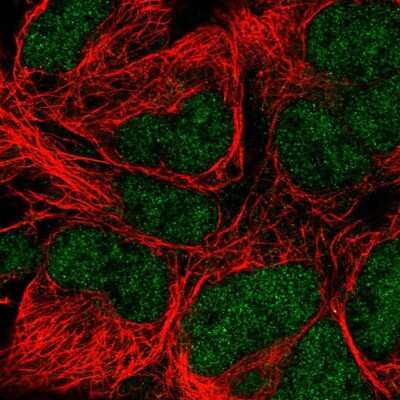 Immunocytochemistry/ Immunofluorescence: DNA Polymerase epsilon catalytic subunit A Antibody [NBP2-55332]