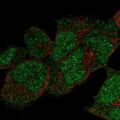 Immunocytochemistry/ Immunofluorescence: DNA Polymerase epsilon catalytic subunit A Antibody [NBP2-57240]