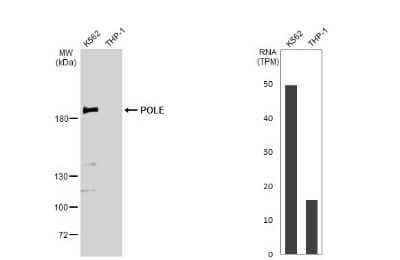 Western Blot: DNA Polymerase epsilon catalytic subunit A Antibody [NBP3-13067]