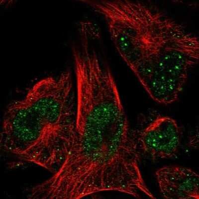 Immunocytochemistry/ Immunofluorescence: DNA Polymerase epsilon p59 Antibody [NBP1-87970]