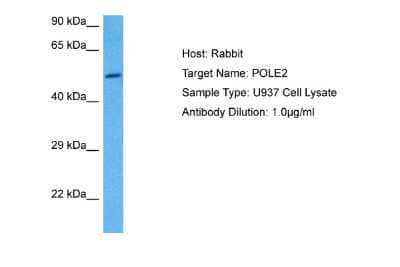 Western Blot: DNA Polymerase epsilon p59 Antibody [NBP2-84797]