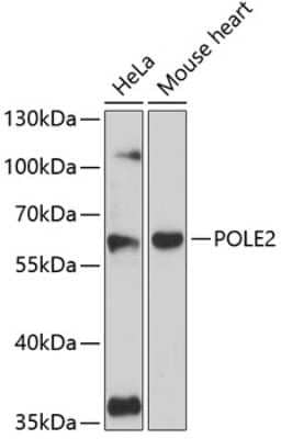 Western Blot: DNA Polymerase epsilon p59 AntibodyAzide and BSA Free [NBP2-92091]