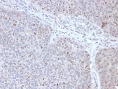 Immunohistochemistry-Paraffin: DNA Polymerase epsilon subunit 3 Antibody (PCRP-POLE3-2F10) [NBP3-07616]