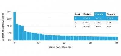 Protein Array: DNA Polymerase epsilon subunit 3 Antibody (PCRP-POLE3-3D3) [NBP3-13740]
