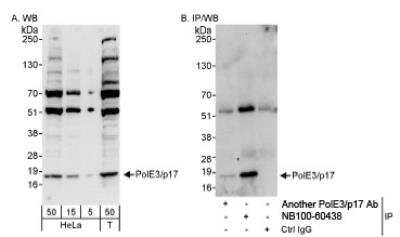 Western Blot: DNA Polymerase epsilon subunit 3 Antibody [NB100-60438]