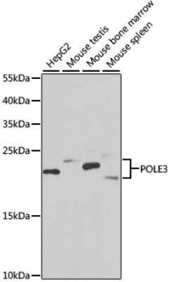 Western Blot: DNA Polymerase epsilon subunit 3 AntibodyBSA Free [NBP2-92951]