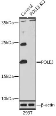 Western Blot: DNA Polymerase epsilon subunit 3 AntibodyBSA Free [NBP2-92951]