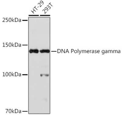 Western Blot: DNA Polymerase gamma Antibody (9V9D9) [NBP3-15460]