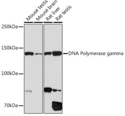 Western Blot: DNA Polymerase gamma Antibody (9V9D9) [NBP3-15460]
