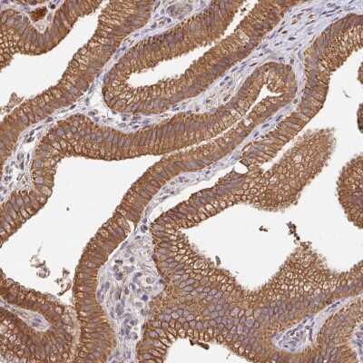 Immunohistochemistry-Paraffin: DNA Polymerase gamma Antibody [NBP2-33800]