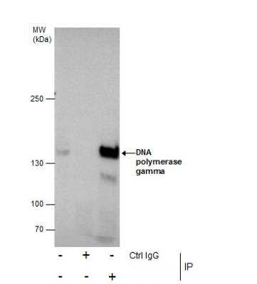 Immunoprecipitation: DNA Polymerase gamma Antibody [NBP1-33633]