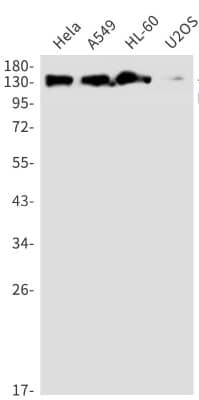 Western Blot: DNA Polymerase gamma Antibody (S06-1G0) [NBP3-19996]