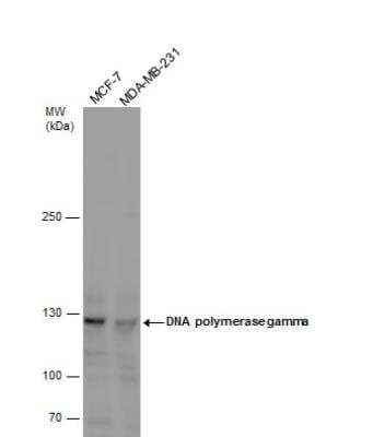 Western Blot: DNA Polymerase gamma Antibody [NBP1-33633]