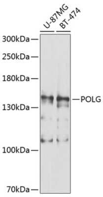 Western Blot: DNA Polymerase gamma AntibodyAzide and BSA Free [NBP3-03826]