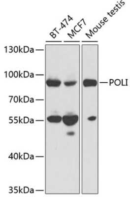 Western Blot: DNA Polymerase iota AntibodyBSA Free [NBP2-92404]