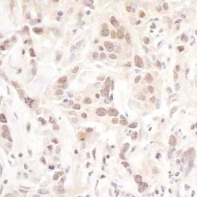 Immunohistochemistry-Paraffin: DNA Polymerase lambda Antibody [NB100-81665]