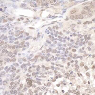 Immunohistochemistry-Paraffin: DNA Polymerase lambda Antibody [NB100-81665]