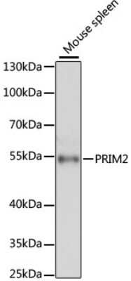 Western Blot: DNA Primase large subunit AntibodyAzide and BSA Free [NBP2-92044]