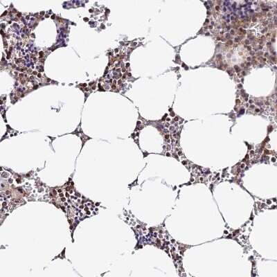Immunohistochemistry-Paraffin: DNA Primase small subunit Antibody [NBP1-90897]