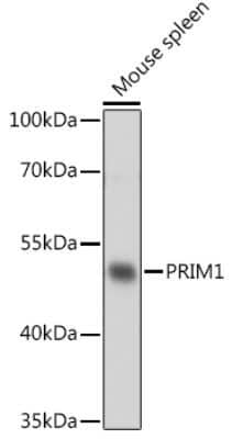 Western Blot: DNA Primase small subunit AntibodyAzide and BSA Free [NBP3-15505]