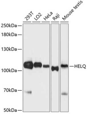 Western Blot: DNA helicase HEL308 AntibodyAzide and BSA Free [NBP2-92705]