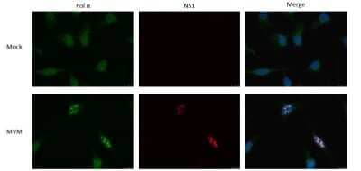 Immunocytochemistry/ Immunofluorescence: DNA polymerase alpha Antibody [NBP1-47256]