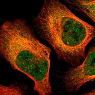 Immunocytochemistry/ Immunofluorescence: DNA polymerase alpha Antibody [NBP1-82449]