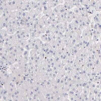 Immunohistochemistry-Paraffin: DNA polymerase alpha Antibody [NBP1-82449]