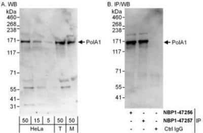 Western Blot: DNA polymerase alpha Antibody [NBP1-47256]