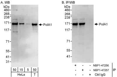 Western Blot: DNA polymerase alpha Antibody [NBP1-47257]