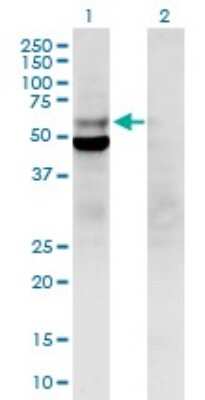 Western Blot: DNA polymerase delta p50 Antibody [H00005425-B01P]