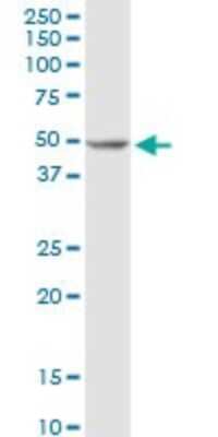 Western Blot: DNA polymerase delta p50 Antibody [H00005425-D01P]