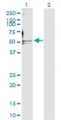 Western Blot: DNA polymerase delta p50 Antibody [H00005425-D01P]